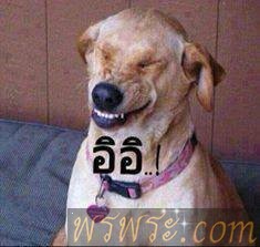 สินค้า222